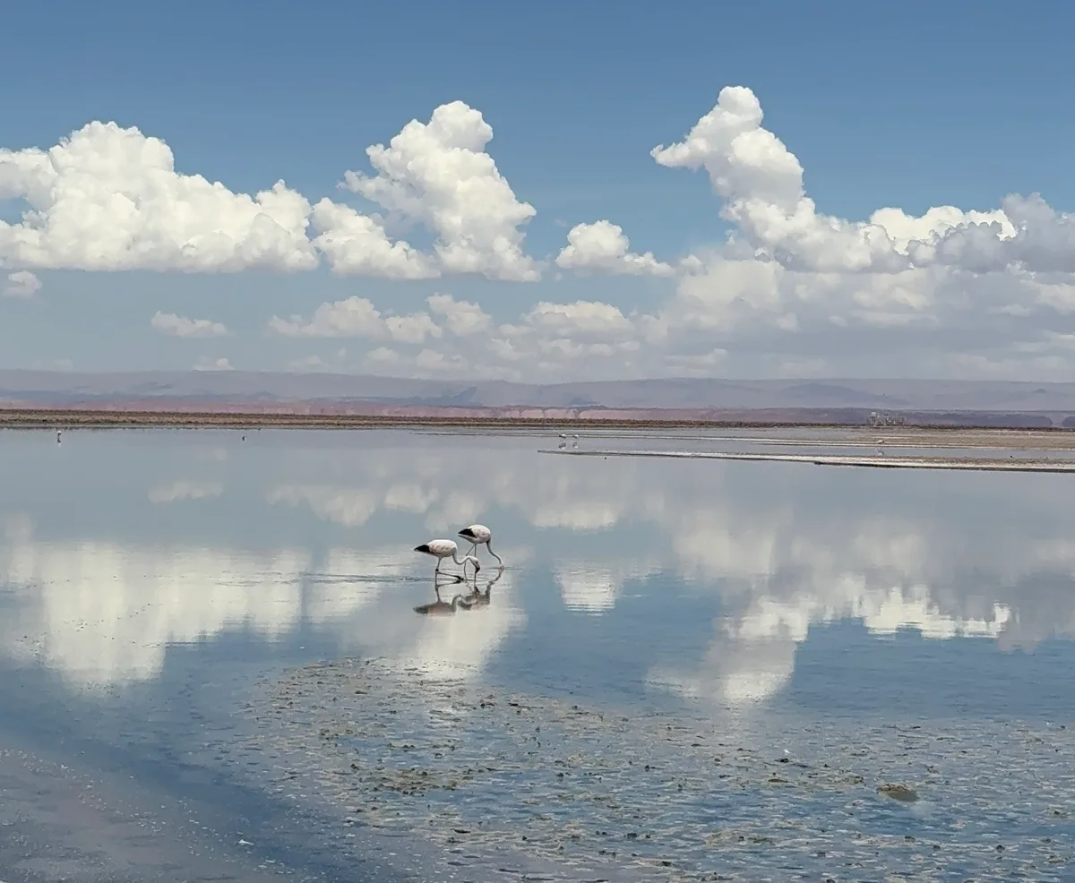 Pink flamingo in the salt flats of Atacama Desert, showcasing the unique wildlife found in this harsh environment
