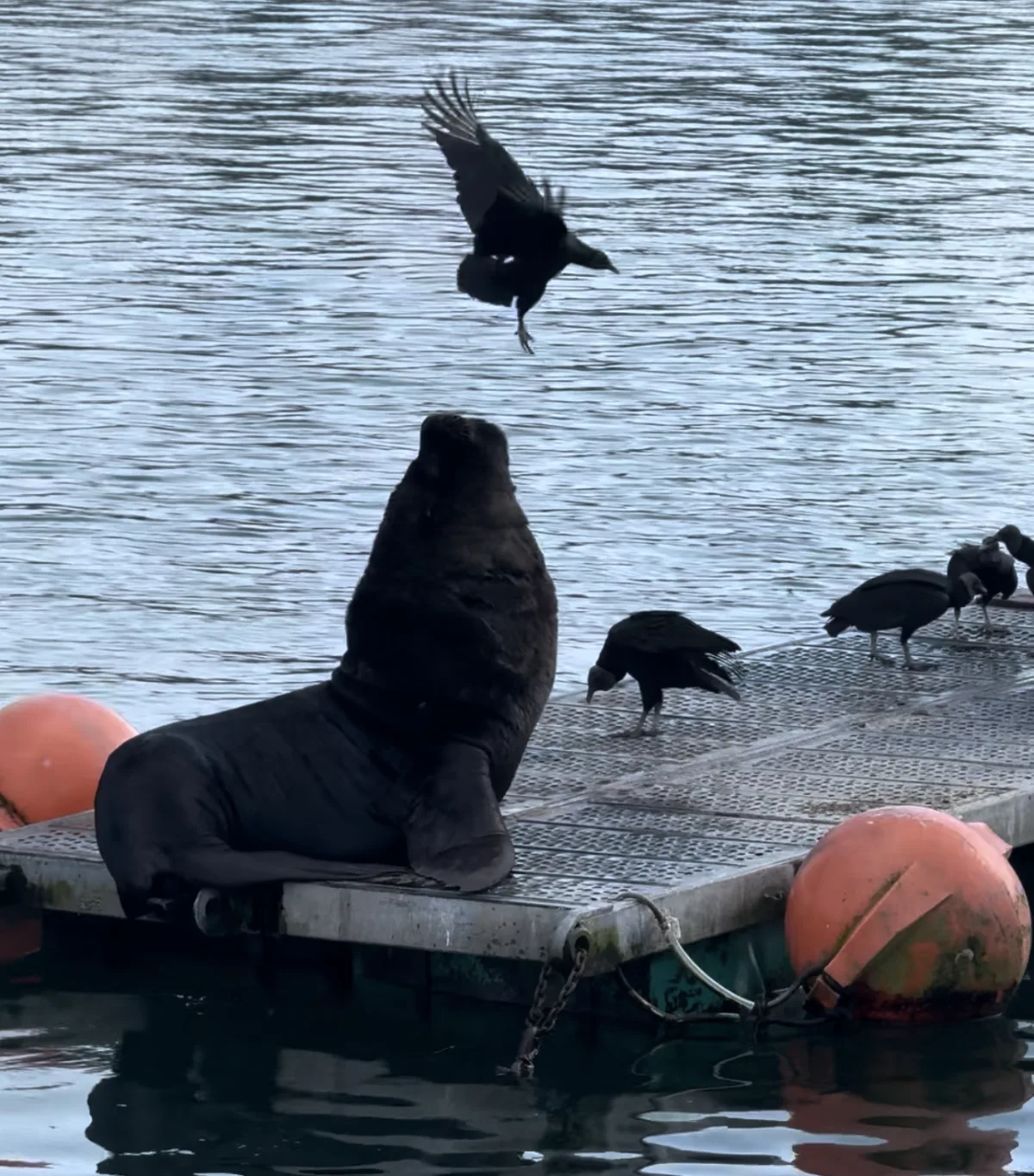 Valdivia — sortie en bateau sur le fleuve