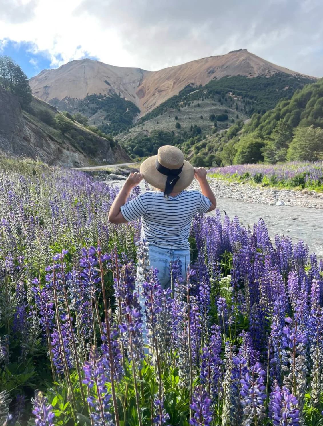 Champ de lupins et montagnes — dernière vue de la Patagonie